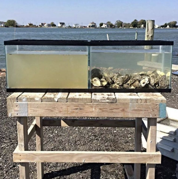 Oyster Tanks